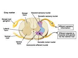 What type of backbone network does this diagram illustrate? Spinal Cord Cross Section Diagram Spinal Cord Cross Section Diagram Labeled Human Anatomy Chart Spinal Cord Anatomy Spinal Cord Nerve Anatomy