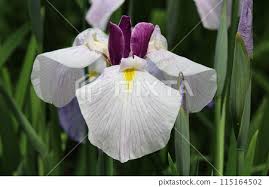 Image result for Iridaceae