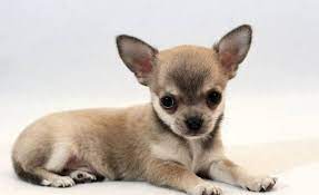 Per cani da appartamento si intendono quelle tipologie di razza che hanno le caratteristiche fisiche e psicologiche che meglio si adattano ad una vita in casa. Le 10 Razze Di Cane Da Tenere In Appartamento E In Presenza Di Bambini Fitmivida