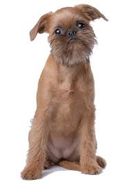 dogs that don t shed the 40 best non shedding breeds playbarkrun dog breeds dog breed quiz best dog breeds