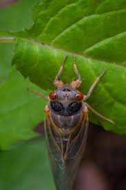 Sprechen sie deutsch oder keyboard='de' eine virtuelle tastatur deutsch ist eine bildschirmtastatur, die am bildschirm. Smithsonian S Nmnh On Twitter Relax The Broodx Cicadas Aren T Here To Attack You Although Cicadas Are Relatively Large In Size Compared To Many Insects Most Are Totally Harmless Even When They Emerge