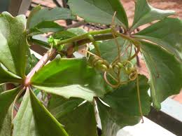 Image result for Cyphostemma quinatum