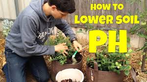 How do you reduce acid in soil? How To Lower Soil Ph For Blueberries Agricultural Sulfur Container Grown Youtube