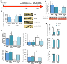 Includes strong boy names, tough boy names, traditional names, unique, rare and modern baby the following list contains dozens of girls names starting with p. Brain Feminization Requires Active Repression Of Masculinization Via Dna Methylation Abstract Europe Pmc