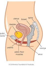 The hip muscles encompass many muscles of the hip and thigh whose main function is to act on the thigh at the hip joint and stabilize the pelvis.without them, walking would be impossible. The Hypertonic Pelvic Floor Continence Foundation Of Australia