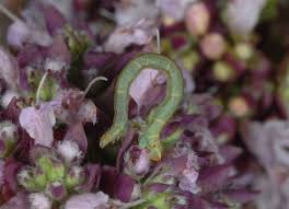 Image result for Eupithecia subumbrata