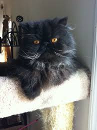 Black Persian Cat This Cat Looks Just Like Bijou Lefleur Mary Cats Beautiful Cats Kittens Cutest