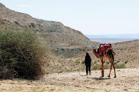 Take this camel test to get real (no) price information. Negev Camel Ranch Dimona 2021 All You Need To Know Before You Go With Photos Tripadvisor