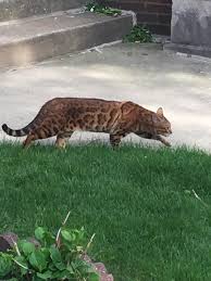 Should i let my bengal cat go outside? Anyone Missing A Bengal Cat Near Lincoln Square Chicago