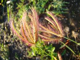 Image result for Chloris diluta