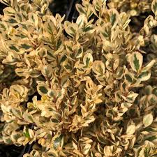 Image result for Myrsine africana