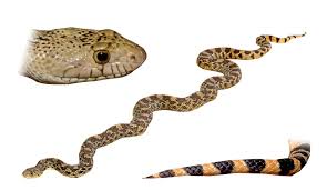 Phoenix snake removal experts like arizona wildlife control understand that a snake in a home is an emergency. Arizona Snake Identification Phoenix Scottsdale Tucson And Surrounding Areas Snake Identification