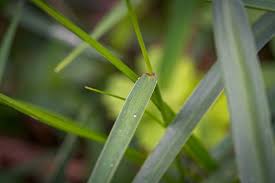 Image result for Entolasia