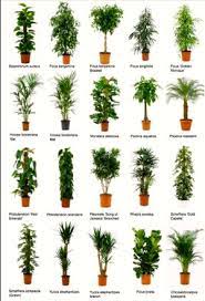 Ecco un elenco delle piante da appartamento alte più usate nelle case degli italiani e non. Piante Per Interni Quali Scegliere