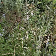 Image result for Boehmeria macrophylla