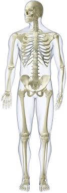 We did not find results for: Take The Skeleton And Bone Quiz Quiz Human Body Lessons Dk Find Out