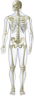 Furthermore, it protects the vital organs and provides strength to the muscle. Take The Skeleton And Bone Quiz Quiz Human Body Lessons Dk Find Out