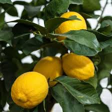 Semi-dwarf Eureka Lemon Tree | Eureka Lemon Tree (Potted) – Grow Organic