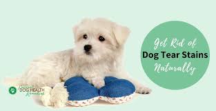 Dogs with sensitive stomachs may suffer gastrointestinal upset, sickness and diarrhoea after eating cat food. Remove Dog Tear Stains Naturally