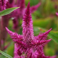 Image result for Celosia argentea