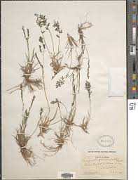 Image result for Eragrostis schweinfurthii