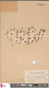 Image result for Brachyachne patentiflora