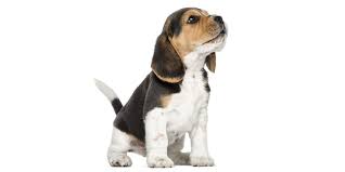 Find beagle puppies for sale and dogs for adoption. Michigan Puppies For Sale From Vetted Michigan Dog Breeders