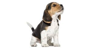 Puppy in my pocket pink puppies 4 pack jpg. Puppy Finder By Uptown Puppies Find The Perfect Puppy