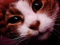 Check spelling or type a new query. The Pet Fund Home Facebook