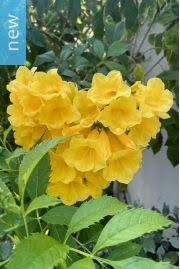 Image result for Markhamia zanzibarica