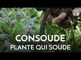 La Consoude Consolide Et Cicatrise Les Tissus Peau Muscles Os Le Chemin De La Nature Consoude Plantes Sauvages Comestibles Plante Medicinale