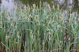 Image result for Carex lycurus