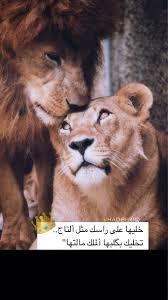 حب زواج رمزيات اسد لبوه Love Quotes Wallpaper Arabic Love Quotes Love Quotes