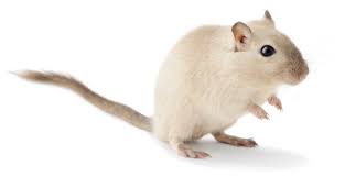 How To Get Rid Of Gerbil Smells - Home Guide Expert