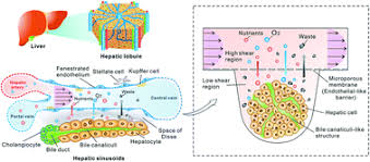 The human digestive system consists of the gastrointestinal tract plus the accessory organs of digestion (pancreas, liver, and gallbladder). Design And Fabrication Of A Liver On A Chip Platform For Convenient Highly Efficient And Safe In Situ Perfusion Culture Of 3d Hepatic Spheroids Lab On A Chip Rsc Publishing
