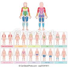 Changes in the muscles of the trunk: Muscle Groups Female Body Colored Chart Muscle Groups Of A Female Body Chart With Largest Muscles Ten Colored Labeled Canstock