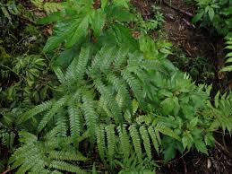 Image result for Arachniodes