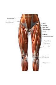 If you'd like to support us and get something great in return, check out our osce checklist booklet containing over 120 osce checklists in pdf format. Female Anterior Leg Muscles Labeled Educational Chart Inch Poster 24x36 Inch Ebay