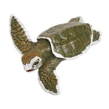 Adults have a carapace (upper shell) length of up to 28 inches and can weigh 75 to 100 pounds. Kemps Ridley Sea Turtle Baby Incredible