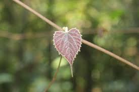 Image result for Ampelocissus