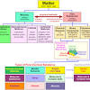 Identify which drawings from model 1 are pure substances and which are mixtures. 1
