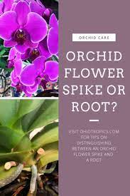 Orchid Care Is That A Flower Spike Or A Root Orchid Roots Flower Spike Orchid Flower