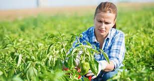 Bolddata provides a customized list with all 19.637 addresses in our list of companies in malaysia of the highest quality. Top 10 Highest Paying Jobs In Agriculture Talent Economy