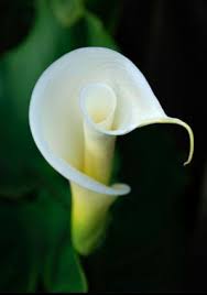 All White Flowers Are Beautiful And With Meanings Of Their Own So Which Do You Prefer Beautiful White Flowe Types Of White Flowers Calla Lily Lily Plants