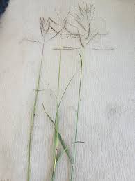 Image result for Bothriochloa bladhii