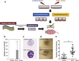 A dermal papilla, or hair bulb, forms from the hair peg when mesenchymal tissue accumulates in the area. Overexpression Of Alkaline Phosphatase Improves The Hair Inductive Capacity Of Cultured Human Dermal Papilla Spheres Journal Of Dermatological Science