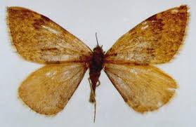 Image result for Entephria polata