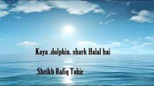 Sharks are a group of elasmobranch fish characterized by a cartilaginous skeleton, five to seven gill slits on the sides of the head, and pectoral fins that are not fused to the head. Kaya Dolphin Shark Halal Hai Sheikh Rafiq Tahir Youtube