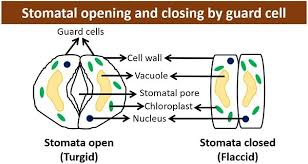 They also help to reduce water loss by closing when conditions are hot or dry. Guard Cells In Plants Definition Structure Adaptations Functions Biology Reader