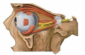 Strabismus Schielen Symptome Behandlung Spezialisten
